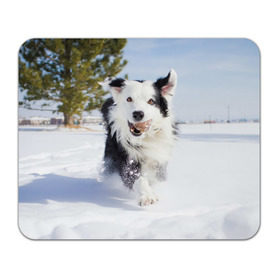 Коврик для мышки прямоугольный с принтом Snow в Петрозаводске, натуральный каучук | размер 230 х 185 мм; запечатка лицевой стороны | Тематика изображения на принте: dog | бордер | бордер колли | колли | пес | собака
