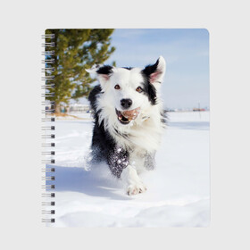 Тетрадь с принтом Snow в Петрозаводске, 100% бумага | 48 листов, плотность листов — 60 г/м2, плотность картонной обложки — 250 г/м2. Листы скреплены сбоку удобной пружинной спиралью. Уголки страниц и обложки скругленные. Цвет линий — светло-серый
 | Тематика изображения на принте: dog | бордер | бордер колли | колли | пес | собака