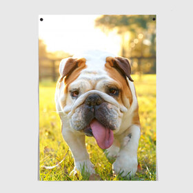 Постер с принтом Funny Dog в Петрозаводске, 100% бумага
 | бумага, плотность 150 мг. Матовая, но за счет высокого коэффициента гладкости имеет небольшой блеск и дает на свету блики, но в отличии от глянцевой бумаги не покрыта лаком | dog | английский бульдог | пес | собака