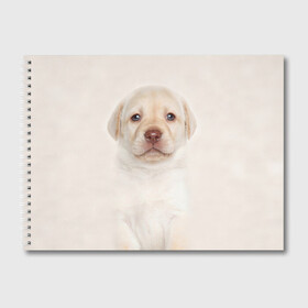 Альбом для рисования с принтом Лабрадор в Петрозаводске, 100% бумага
 | матовая бумага, плотность 200 мг. | dog | labrador | puppy | порода | собака | собачка | щенок