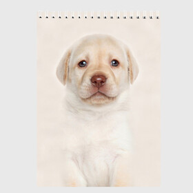 Скетчбук с принтом Лабрадор в Петрозаводске, 100% бумага
 | 48 листов, плотность листов — 100 г/м2, плотность картонной обложки — 250 г/м2. Листы скреплены сверху удобной пружинной спиралью | dog | labrador | puppy | порода | собака | собачка | щенок