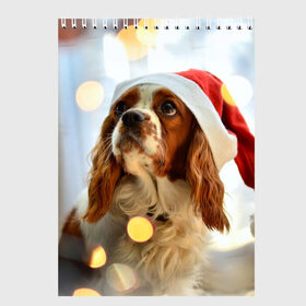 Скетчбук с принтом Рождество в Петрозаводске, 100% бумага
 | 48 листов, плотность листов — 100 г/м2, плотность картонной обложки — 250 г/м2. Листы скреплены сверху удобной пружинной спиралью | Тематика изображения на принте: dog | кавалер кинг чарльз спаниель | новый год | пес | рождество | собака
