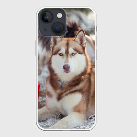 Чехол для iPhone 13 mini с принтом Хаски в Петрозаводске,  |  | dog | лабрадор | мопс | пес | собака | такса | хаски | щеночек