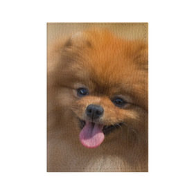 Обложка для паспорта матовая кожа с принтом Милашка в Петрозаводске, натуральная матовая кожа | размер 19,3 х 13,7 см; прозрачные пластиковые крепления | dog | пес | померанский | собака | шпиц | щеночек