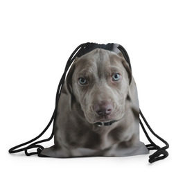 Рюкзак-мешок 3D с принтом Puppy в Петрозаводске, 100% полиэстер | плотность ткани — 200 г/м2, размер — 35 х 45 см; лямки — толстые шнурки, застежка на шнуровке, без карманов и подкладки | dog | веймаранер | пес | собака | щеночек