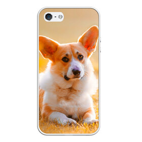 Чехол для iPhone 5/5S матовый с принтом Взгляд в Петрозаводске, Силикон | Область печати: задняя сторона чехла, без боковых панелей | dog | вельш корги | корги | пес | собака