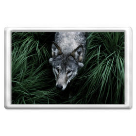 Магнит 45*70 с принтом Волк в траве в Петрозаводске, Пластик | Размер: 78*52 мм; Размер печати: 70*45 | Тематика изображения на принте: природа | серый | хищник