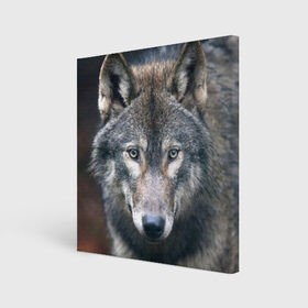 Холст квадратный с принтом Серый волк в Петрозаводске, 100% ПВХ |  | аука | бирюк | волк | волчара | волчица | волчок | глаза | животное | животные | зверь | зеленые | койот | лес | млекопитающее | природа | санитар леса | серый | уши | фауна | хищник | черный | шакал