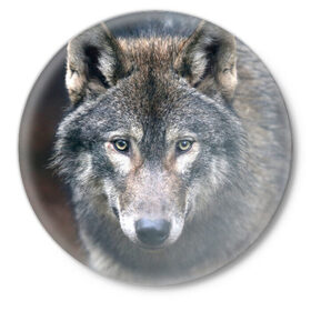 Значок с принтом Серый волк в Петрозаводске,  металл | круглая форма, металлическая застежка в виде булавки | Тематика изображения на принте: аука | бирюк | волк | волчара | волчица | волчок | глаза | животное | животные | зверь | зеленые | койот | лес | млекопитающее | природа | санитар леса | серый | уши | фауна | хищник | черный | шакал