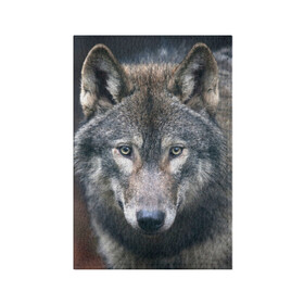Обложка для паспорта матовая кожа с принтом Серый волк в Петрозаводске, натуральная матовая кожа | размер 19,3 х 13,7 см; прозрачные пластиковые крепления | Тематика изображения на принте: аука | бирюк | волк | волчара | волчица | волчок | глаза | животное | животные | зверь | зеленые | койот | лес | млекопитающее | природа | санитар леса | серый | уши | фауна | хищник | черный | шакал