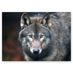 Поздравительная открытка с принтом Серый волк в Петрозаводске, 100% бумага | плотность бумаги 280 г/м2, матовая, на обратной стороне линовка и место для марки
 | аука | бирюк | волк | волчара | волчица | волчок | глаза | животное | животные | зверь | зеленые | койот | лес | млекопитающее | природа | санитар леса | серый | уши | фауна | хищник | черный | шакал