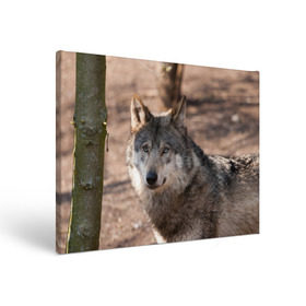 Холст прямоугольный с принтом Серый волк в Петрозаводске, 100% ПВХ |  | аука | бирюк | волк | волчара | волчица | волчок | глаза | животное | животные | зверь | зеленые | койот | лес | млекопитающее | природа | санитар леса | серый | уши | фауна | хищник | черный | шакал