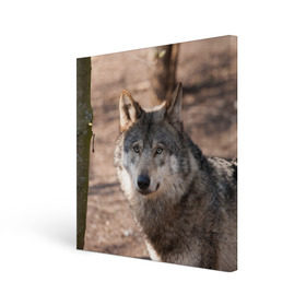 Холст квадратный с принтом Серый волк в Петрозаводске, 100% ПВХ |  | аука | бирюк | волк | волчара | волчица | волчок | глаза | животное | животные | зверь | зеленые | койот | лес | млекопитающее | природа | санитар леса | серый | уши | фауна | хищник | черный | шакал