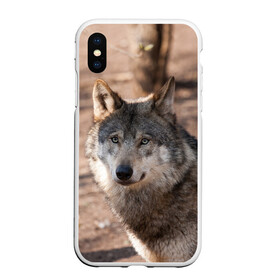 Чехол для iPhone XS Max матовый с принтом Серый волк в Петрозаводске, Силикон | Область печати: задняя сторона чехла, без боковых панелей | аука | бирюк | волк | волчара | волчица | волчок | глаза | животное | животные | зверь | зеленые | койот | лес | млекопитающее | природа | санитар леса | серый | уши | фауна | хищник | черный | шакал
