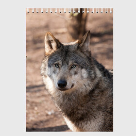 Скетчбук с принтом Серый волк в Петрозаводске, 100% бумага
 | 48 листов, плотность листов — 100 г/м2, плотность картонной обложки — 250 г/м2. Листы скреплены сверху удобной пружинной спиралью | аука | бирюк | волк | волчара | волчица | волчок | глаза | животное | животные | зверь | зеленые | койот | лес | млекопитающее | природа | санитар леса | серый | уши | фауна | хищник | черный | шакал