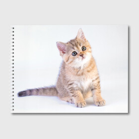 Альбом для рисования с принтом Любопытный котенок в Петрозаводске, 100% бумага
 | матовая бумага, плотность 200 мг. | грустный | добрый | животное | киса | киска кися | кот | котенок | котэ | кошка | красивый | лапа | лапка | ласковый | милый | моська | мурлыка | прикольный | смешной | унылый | усатый | шерсть