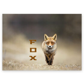 Поздравительная открытка с принтом Рыжий лис (fox) в Петрозаводске, 100% бумага | плотность бумаги 280 г/м2, матовая, на обратной стороне линовка и место для марки
 | Тематика изображения на принте: fox | животное | зверь | красивая | лес | лис | лиса | лисенок | лисица | лисичка | мех | патрикеевна | песец | плутовка | прикольная | природа | рыжая | рыжий цвет | сказка | хвост | хитрая | хищник