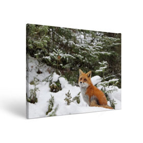 Холст прямоугольный с принтом Лиса в зимнем лесу в Петрозаводске, 100% ПВХ |  | fox | животное | зверь | красивая | лес | лис | лиса | лисенок | лисица | лисичка | мех | патрикеевна | песец | плутовка | прикольная | природа | рыжая | рыжий цвет | сказка | хвост | хитрая | хищник