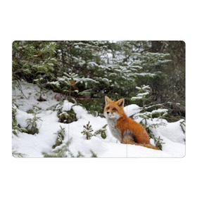 Магнитный плакат 3Х2 с принтом Лиса в зимнем лесу в Петрозаводске, Полимерный материал с магнитным слоем | 6 деталей размером 9*9 см | fox | животное | зверь | красивая | лес | лис | лиса | лисенок | лисица | лисичка | мех | патрикеевна | песец | плутовка | прикольная | природа | рыжая | рыжий цвет | сказка | хвост | хитрая | хищник