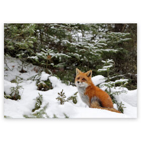 Поздравительная открытка с принтом Лиса в зимнем лесу в Петрозаводске, 100% бумага | плотность бумаги 280 г/м2, матовая, на обратной стороне линовка и место для марки
 | fox | животное | зверь | красивая | лес | лис | лиса | лисенок | лисица | лисичка | мех | патрикеевна | песец | плутовка | прикольная | природа | рыжая | рыжий цвет | сказка | хвост | хитрая | хищник