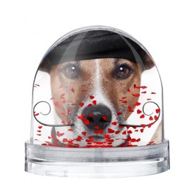 Водяной шар с принтом Джек рассел - мексиканец в Петрозаводске, Пластик | Изображение внутри шара печатается на глянцевой фотобумаге с двух сторон | джек | любимец | пес | песик | питомец | рассел | собака | собаки | собачка | терьер