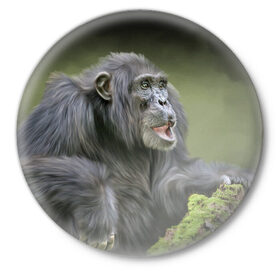 Значок с принтом Шимпанзе в Петрозаводске,  металл | круглая форма, металлическая застежка в виде булавки | животные | обезьяна 