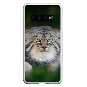 Чехол для Samsung Galaxy S10 с принтом Манул в Петрозаводске, Силикон | Область печати: задняя сторона чехла, без боковых панелей | всеядный | детеныш | дикие | животные | звери | зверята | кот | манул | медведь | хищник