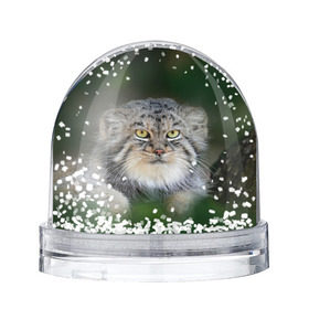 Снежный шар с принтом Манул в Петрозаводске, Пластик | Изображение внутри шара печатается на глянцевой фотобумаге с двух сторон | всеядный | детеныш | дикие | животные | звери | зверята | кот | манул | медведь | хищник
