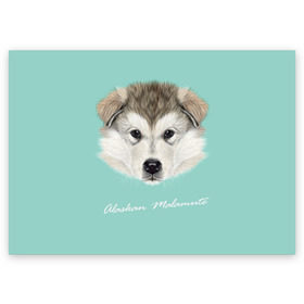Поздравительная открытка с принтом Alaskan Malamute в Петрозаводске, 100% бумага | плотность бумаги 280 г/м2, матовая, на обратной стороне линовка и место для марки
 | alaskan malamute | dog | puppy | маламут | собака | хаски | щенок