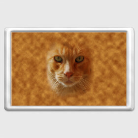 Магнит 45*70 с принтом Рыжий котик в Петрозаводске, Пластик | Размер: 78*52 мм; Размер печати: 70*45 | животные | кот | котенок | котик | кошка | мордочка | рыжий