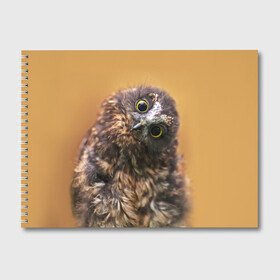 Альбом для рисования с принтом Совёнок в Петрозаводске, 100% бумага
 | матовая бумага, плотность 200 мг. | взгляд | глаза | клюв | пернатые | перья | прикол | птица | сова | юмор
