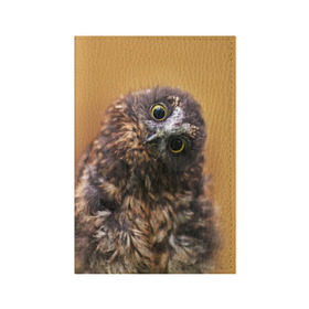 Обложка для паспорта матовая кожа с принтом Совёнок в Петрозаводске, натуральная матовая кожа | размер 19,3 х 13,7 см; прозрачные пластиковые крепления | взгляд | глаза | клюв | пернатые | перья | прикол | птица | сова | юмор