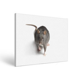 Холст прямоугольный с принтом Крыса в Петрозаводске, 100% ПВХ |  | животные | крыса | мышка | мышь
