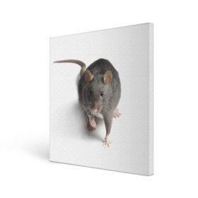 Холст квадратный с принтом Крыса в Петрозаводске, 100% ПВХ |  | животные | крыса | мышка | мышь