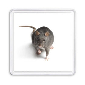 Магнит 55*55 с принтом Крыса в Петрозаводске, Пластик | Размер: 65*65 мм; Размер печати: 55*55 мм | животные | крыса | мышка | мышь
