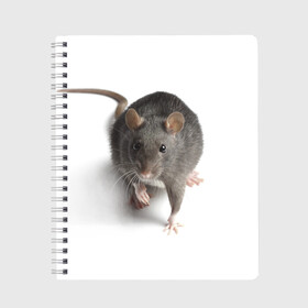 Тетрадь с принтом Крыса в Петрозаводске, 100% бумага | 48 листов, плотность листов — 60 г/м2, плотность картонной обложки — 250 г/м2. Листы скреплены сбоку удобной пружинной спиралью. Уголки страниц и обложки скругленные. Цвет линий — светло-серый
 | Тематика изображения на принте: животные | крыса | мышка | мышь