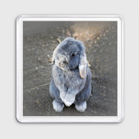 Магнит 55*55 с принтом Кролик в Петрозаводске, Пластик | Размер: 65*65 мм; Размер печати: 55*55 мм | грызун | животные | заяц | кролик | мордочка | природа | пушистый | уши