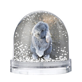 Водяной шар с принтом Кролик в Петрозаводске, Пластик | Изображение внутри шара печатается на глянцевой фотобумаге с двух сторон | грызун | животные | заяц | кролик | мордочка | природа | пушистый | уши
