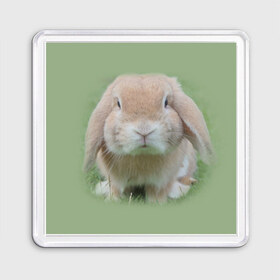 Магнит 55*55 с принтом Кролик в Петрозаводске, Пластик | Размер: 65*65 мм; Размер печати: 55*55 мм | грызун | животные | заяц | кролик | мордочка | природа | пушистый | уши