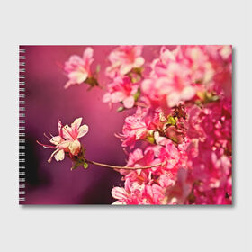 Альбом для рисования с принтом Сакура в Петрозаводске, 100% бумага
 | матовая бумага, плотность 200 мг. | Тематика изображения на принте: 3d | flower | nature | pink | sakura | весна | деревья | природа | розовый | сакура | цветы | япония