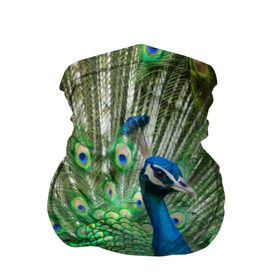 Бандана-труба 3D с принтом Павлин в Петрозаводске, 100% полиэстер, ткань с особыми свойствами — Activecool | плотность 150‒180 г/м2; хорошо тянется, но сохраняет форму | Тематика изображения на принте: павлин | перо