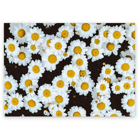 Поздравительная открытка с принтом Аромашки в Петрозаводске, 100% бумага | плотность бумаги 280 г/м2, матовая, на обратной стороне линовка и место для марки
 | белый | желтый | красивые | красота | мода | модные | природа | растения | ромашка | ромашки | текстура | тренды | цветы