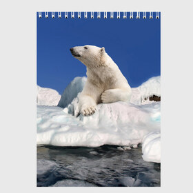 Скетчбук с принтом Арктика в Петрозаводске, 100% бумага
 | 48 листов, плотность листов — 100 г/м2, плотность картонной обложки — 250 г/м2. Листы скреплены сверху удобной пружинной спиралью | animals | bear | ice | nature | polar bear | power | travel | белый медведь | животные | лёд | медведь | природа | путешествия | сила | снег
