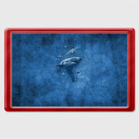 Магнит 45*70 с принтом Shark в Петрозаводске, Пластик | Размер: 78*52 мм; Размер печати: 70*45 | fish | ocean | акула | вода | животные | море | океан | рыба | челюсти