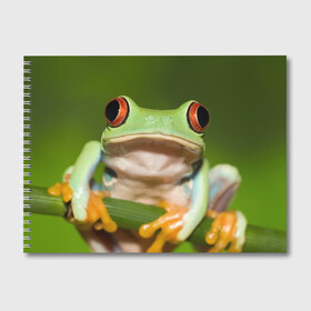 Альбом для рисования с принтом Лягушка в Петрозаводске, 100% бумага
 | матовая бумага, плотность 200 мг. | Тематика изображения на принте: frog | жаба | животные | зеленый | ква | лягуха | лягушка | лягушонок