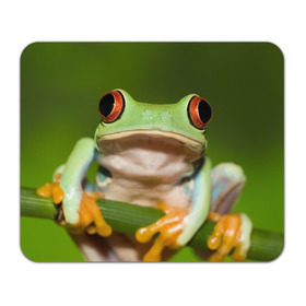 Коврик прямоугольный с принтом Лягушка в Петрозаводске, натуральный каучук | размер 230 х 185 мм; запечатка лицевой стороны | Тематика изображения на принте: frog | жаба | животные | зеленый | ква | лягуха | лягушка | лягушонок