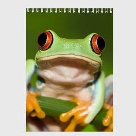 Скетчбук с принтом Лягушка в Петрозаводске, 100% бумага
 | 48 листов, плотность листов — 100 г/м2, плотность картонной обложки — 250 г/м2. Листы скреплены сверху удобной пружинной спиралью | Тематика изображения на принте: frog | жаба | животные | зеленый | ква | лягуха | лягушка | лягушонок