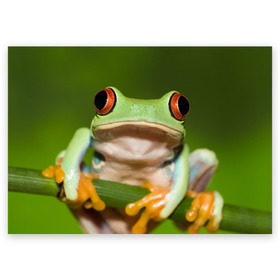 Поздравительная открытка с принтом Лягушка в Петрозаводске, 100% бумага | плотность бумаги 280 г/м2, матовая, на обратной стороне линовка и место для марки
 | Тематика изображения на принте: frog | жаба | животные | зеленый | ква | лягуха | лягушка | лягушонок