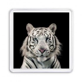 Магнит 55*55 с принтом White tiger в Петрозаводске, Пластик | Размер: 65*65 мм; Размер печати: 55*55 мм | tiger white | белый тигр | дикая кошка | тигр
