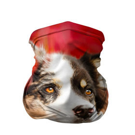 Бандана-труба 3D с принтом Бордер колли в красных листьях в Петрозаводске, 100% полиэстер, ткань с особыми свойствами — Activecool | плотность 150‒180 г/м2; хорошо тянется, но сохраняет форму | Тематика изображения на принте: border collie | dog | бордер колли | красный | листья | осень | собака